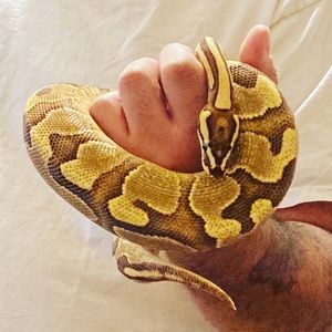 Meet your Posher, Joe